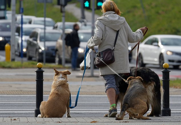 Promener des chiens pour gagner de l'argent : ma-viefacile.com