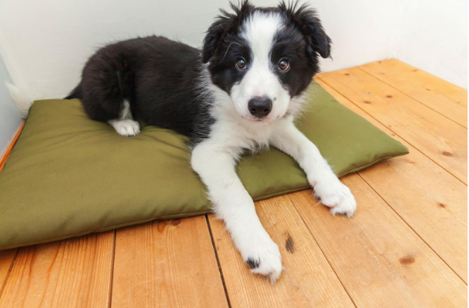 The Complete Guide to Appa Pillow Pets: A Snuggly Friend for Every Age