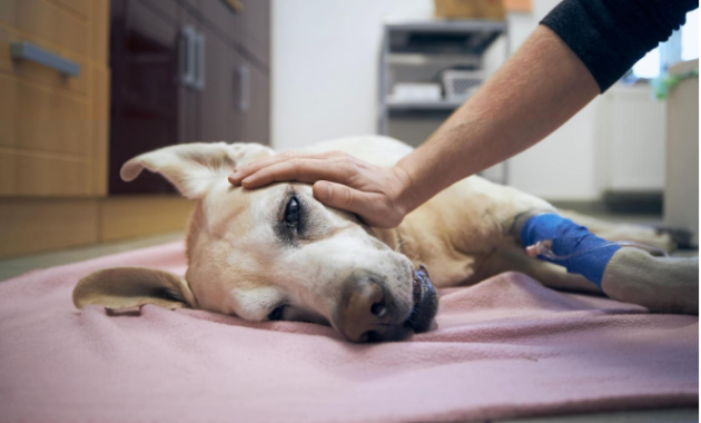 The Complete Overview of At-Home Pet Euthanasia Expenses