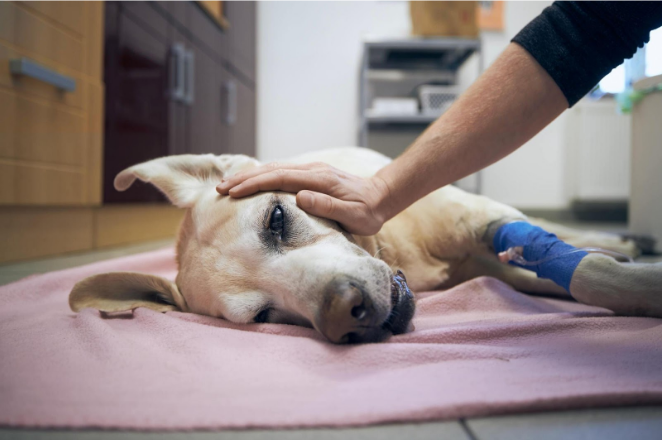 The Complete Overview of At-Home Pet Euthanasia Expenses