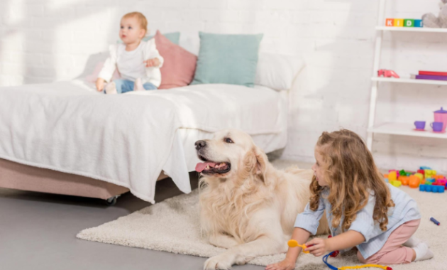 Locating the Ideal Pet-Friendly Rental Room