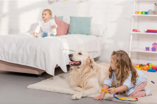 Locating the Ideal Pet-Friendly Rental Room